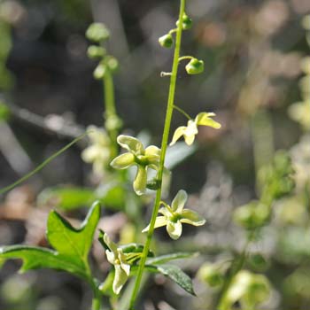 Flowers; Marah gilensis, Wild Cucumber, Southwest Desert Flora Marah gilensis, Wild Cucumber, Southwest Desert Flora